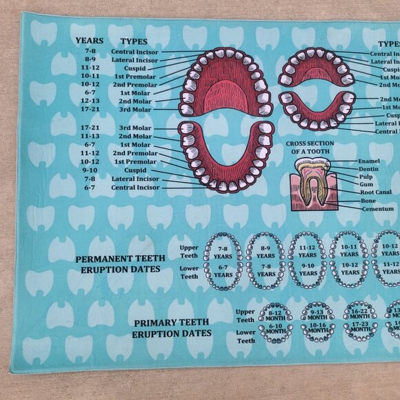 Orthodontist Chart Area Rug Dentist Mat - Picture 7 of 13